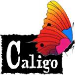 Caligo Caligo